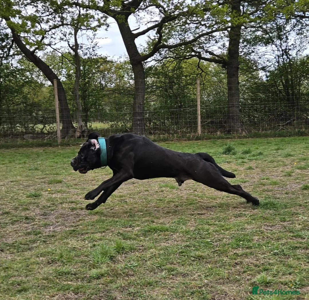 Cane Corso dogs for stud: Cane Corso for Stud in Doncaster - Advert 12