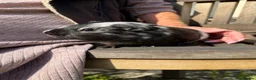 Guinea Pig rodents for sale: 2 guinea pig brothers  in Hartlepool - Advert 3