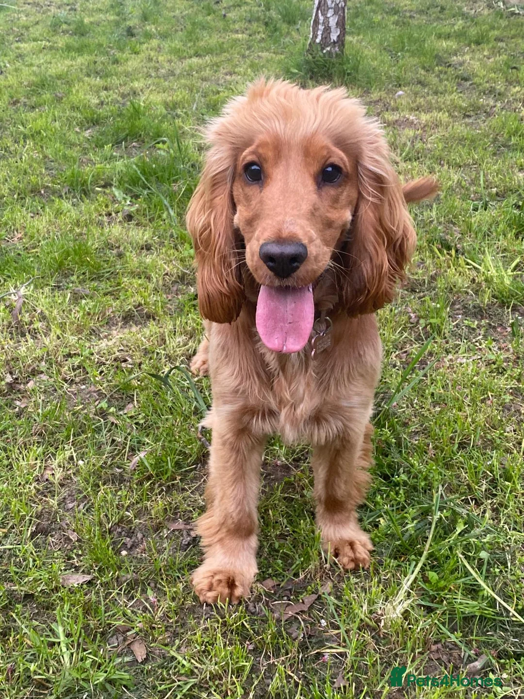 Cocker Spaniel dogs for sale: FEMALE SHOW COCKER SPANIEL ( LADY )  - Advert 2