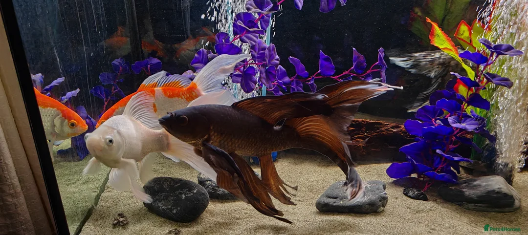 Goldfish fish for sale: Gold Fish sarasa, comets and shubunkin  - Advert 8