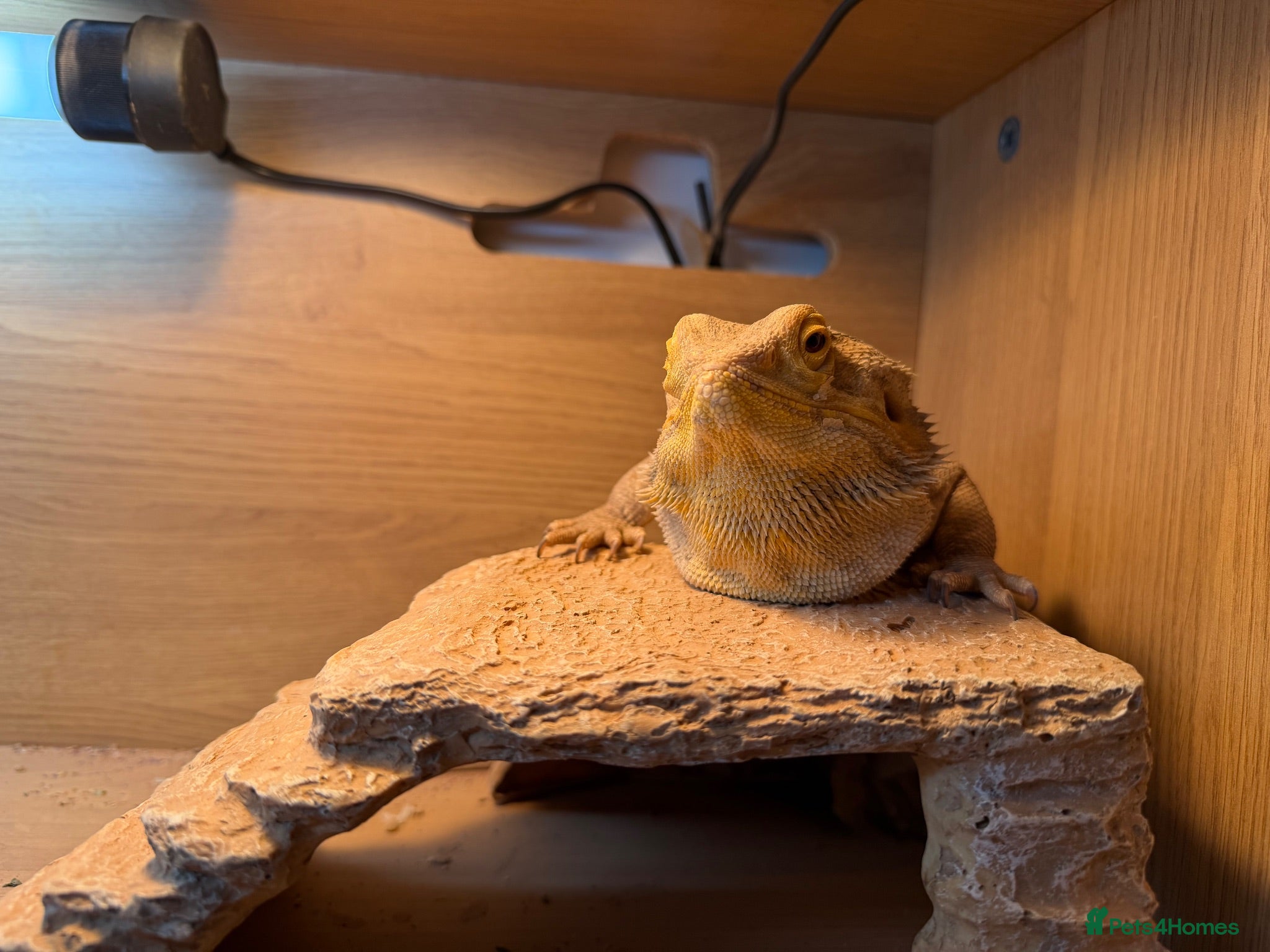 Bearded Dragon reptiles Bearded dragon comes with set up  - Advert 1