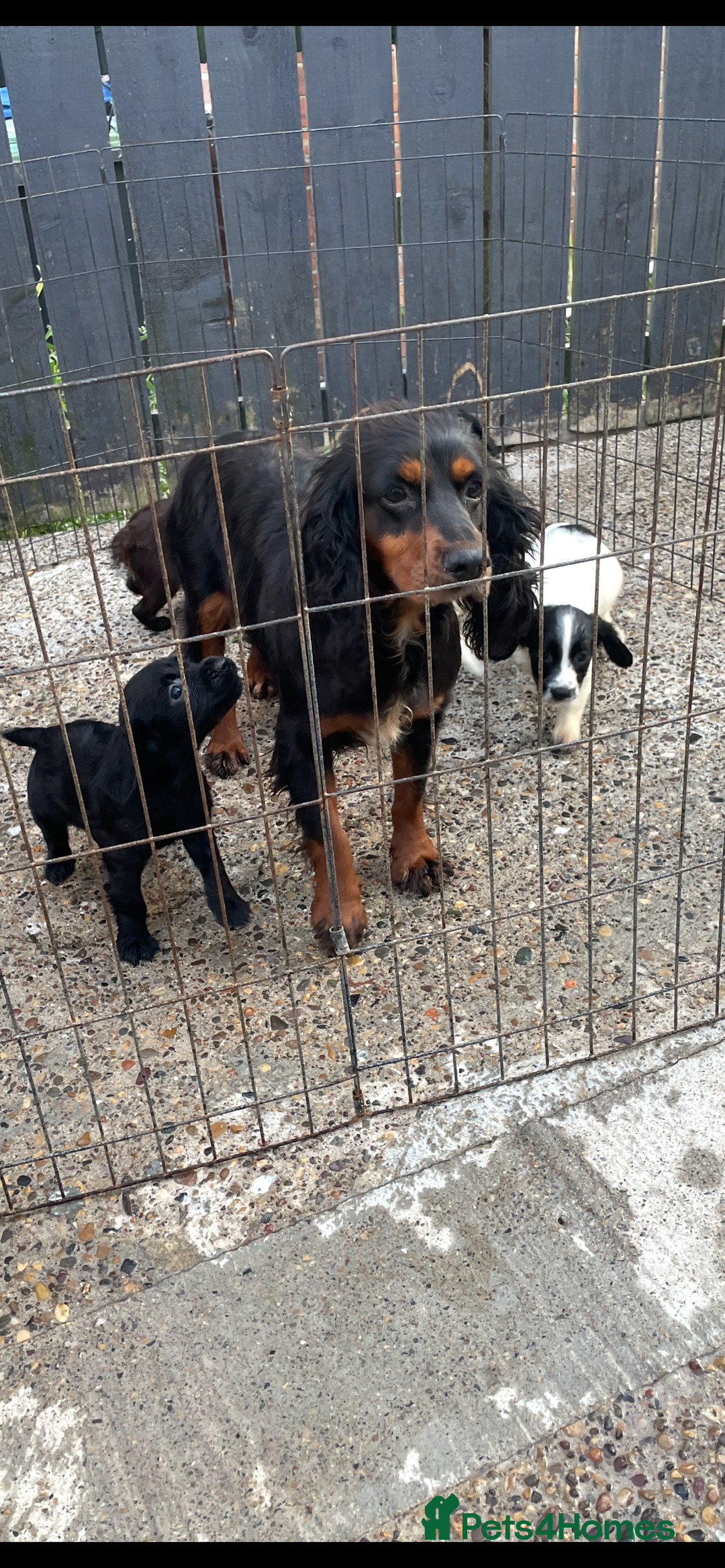 Cocker Spaniel dogs for sale: Cocker spaniel puppies🤩 - Image 4