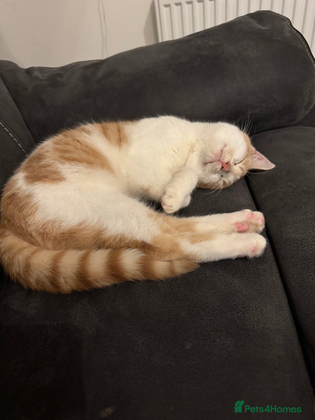 Mixed Breed cats for sale: Beautiful  - Advert 2