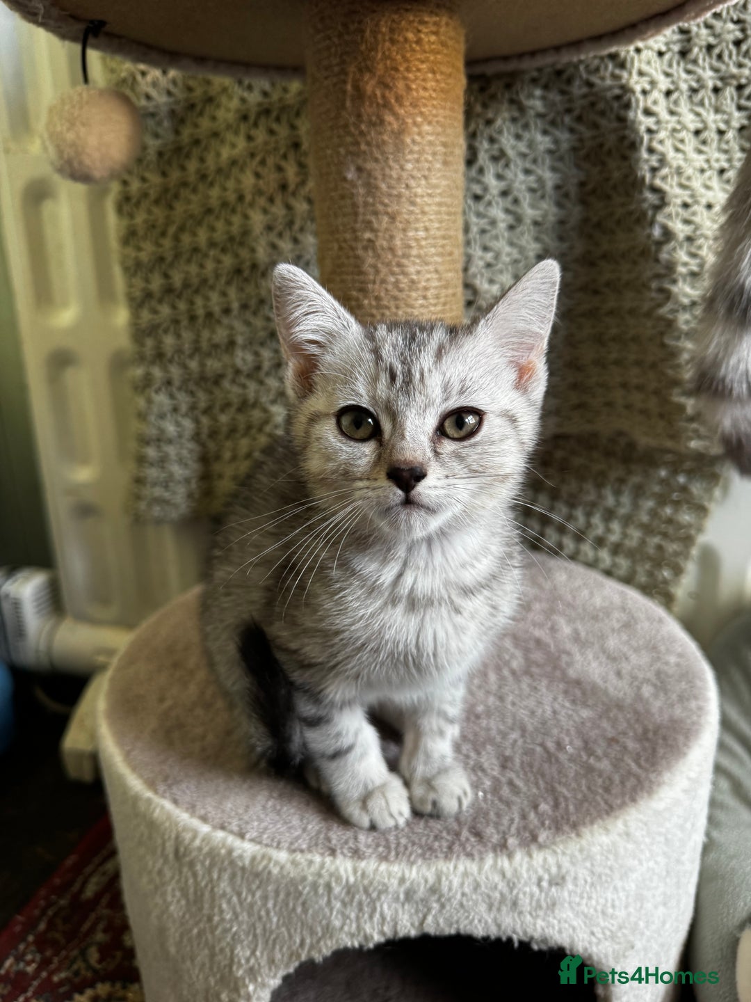 British Shorthair cats for sale: British Shorthair Kittens -Ready for Loving Homes  - Image 1