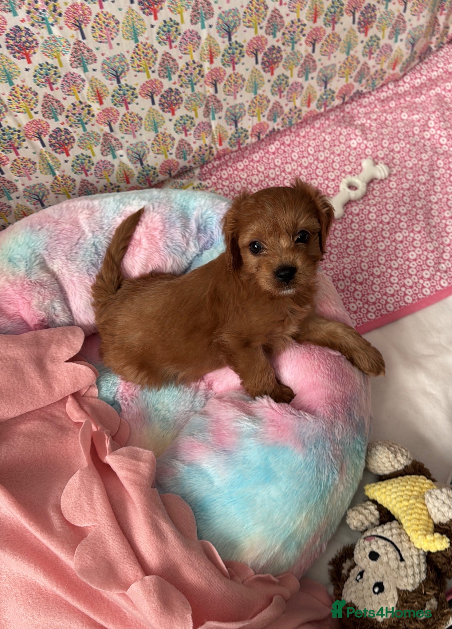 Cavapoo dogs Cavapoo puppy - Advert 3