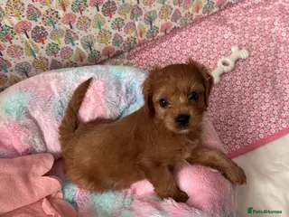 Cavapoo dogs Cavapoo puppy - Advert 1