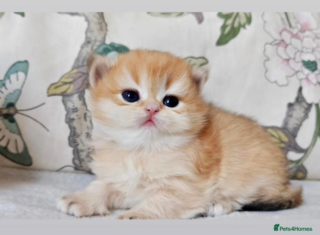 British Longhair cats British angels 😇🐾 - Advert 3