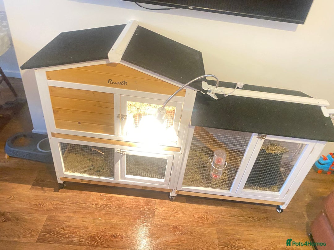 Guinea Pig rodents for sale: 2 male Guinea pigs (with cage) - Image 3