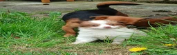 Jack Russell dogs for sale: 4 beautiful Jack Russel puppies £700 - Advert 10