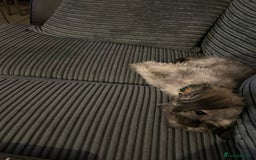 Mixed Breed dogs for sale: 7month Old Pup  - Advert 3