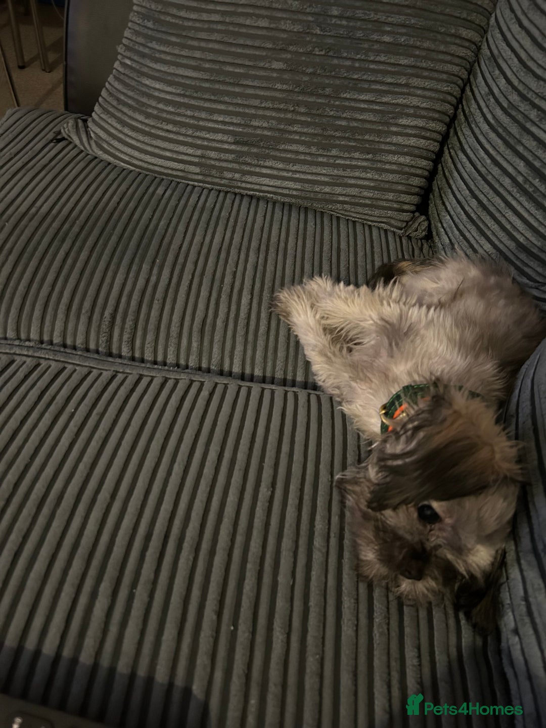 Mixed Breed dogs for sale: 7month Old Pup  - Advert 3