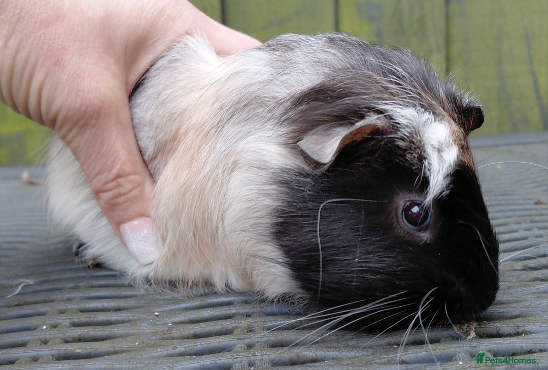 Guinea Pig rodents for sale: 3 male baby piggies for sale - Advert 3