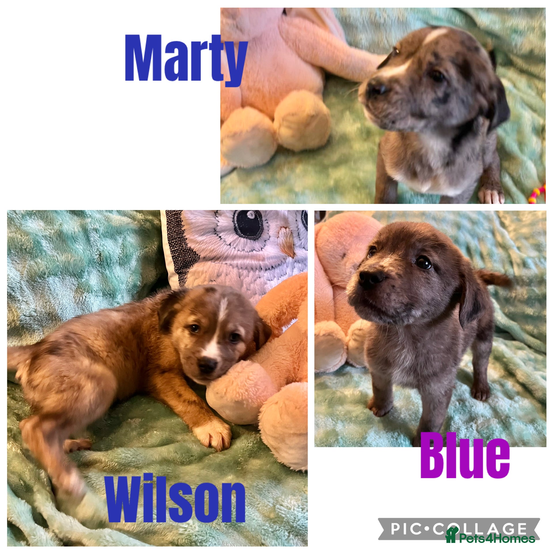 Mixed Breed dogs Beautiful Merle Caucasian corso - Advert 4