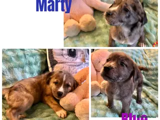 Mixed Breed dogs Beautiful Merle Caucasian corso - Advert 5