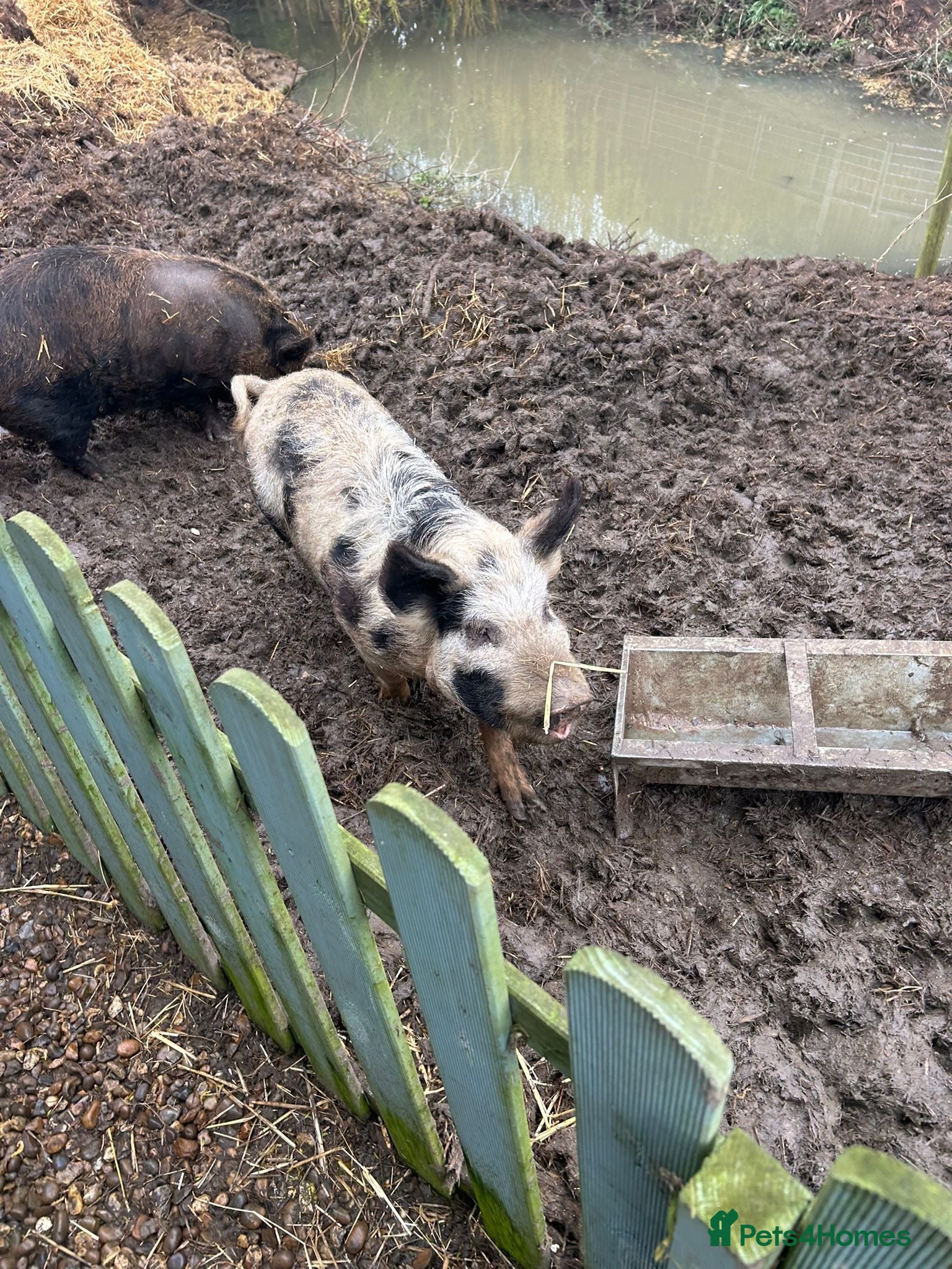 Pig livestock FREE to good home - Advert 2