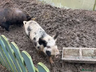 Pig livestock FREE to good home - Advert 1