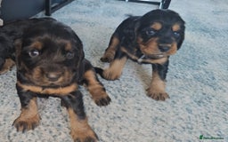 Sprocker dogs for sale: Three gorgeous girls for sale ❤️ - Image 1