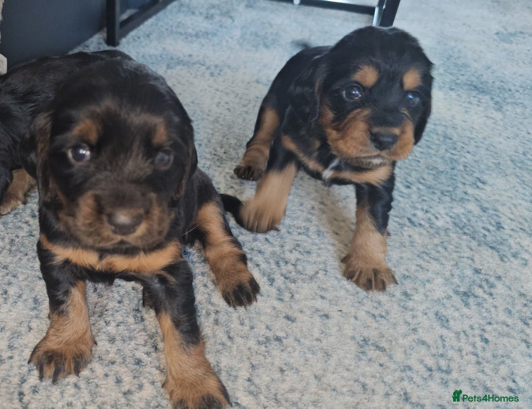 Sprocker dogs for sale: Three gorgeous girls for sale ❤️ - Image 1