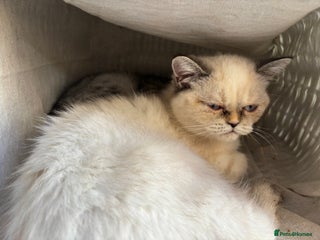 Domestic Shorthair cats Himalayan Exotic shorthair * READ ADVERT* - Advert 1