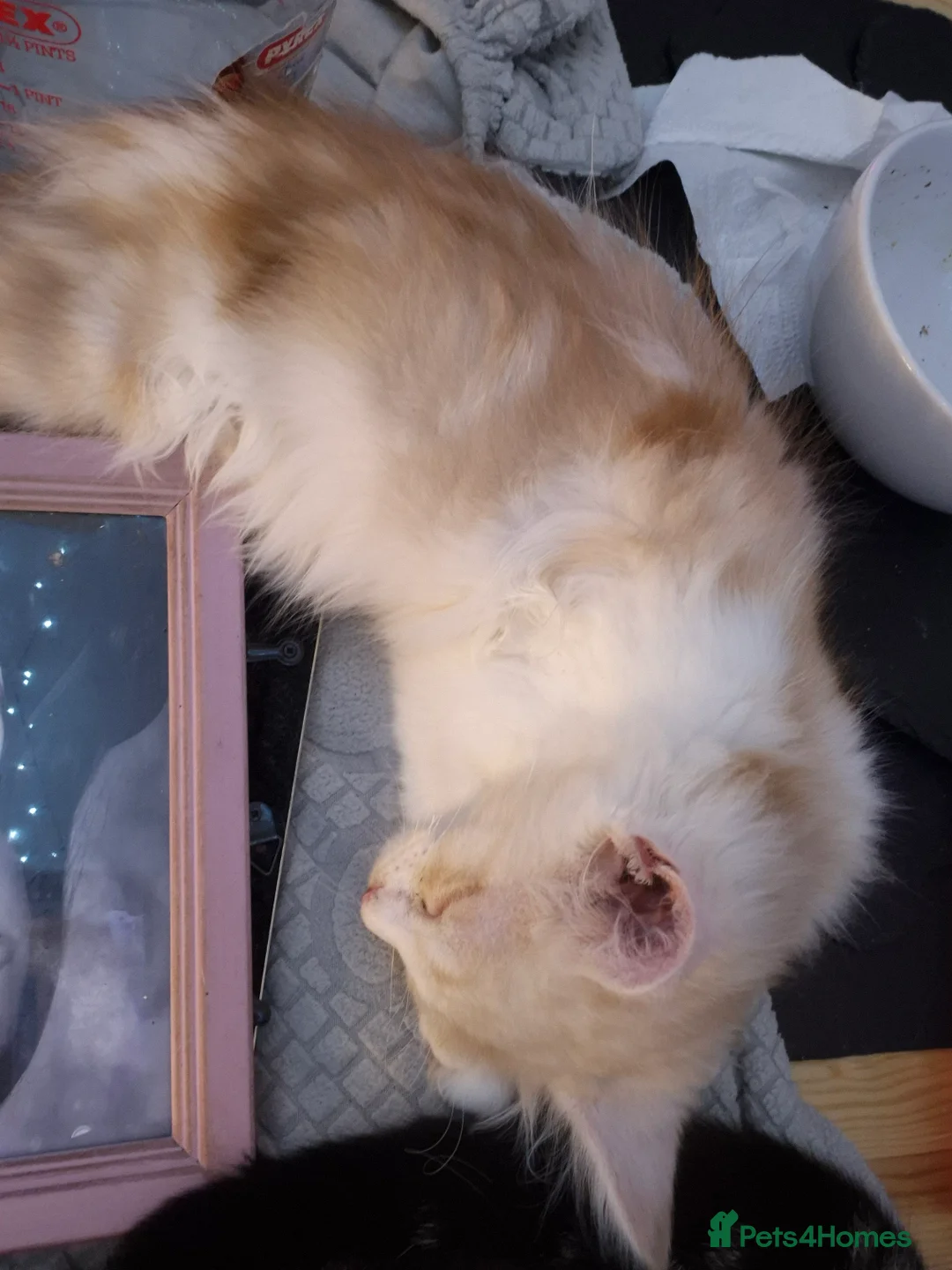 Maine Coon cats for sale: Maine Coon Floof - Advert 11