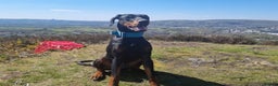 Dobermann dogs for stud: 💥 Proven Stud Available – Cerberus 💥 in Swansea - Advert 11