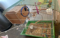 Budgerigars birds for sale: Budgies and cage for sale  - Image 2