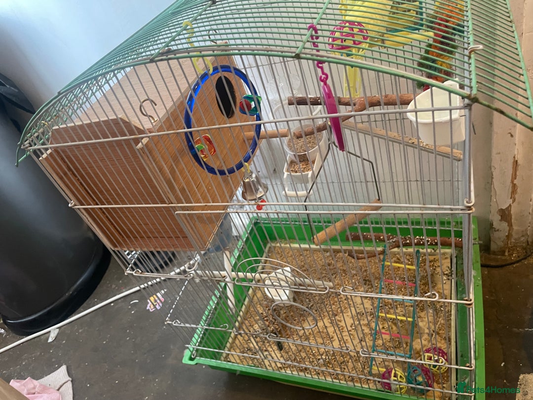 Budgerigars birds for sale: Budgies and cage for sale  - Image 2