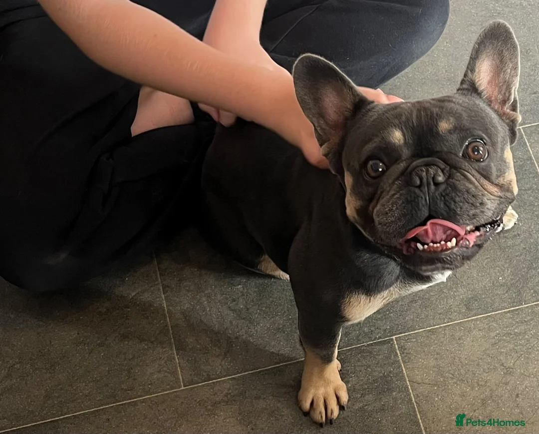 French Bulldog dogs for sale: Beautiful female frenchie  - Advert 5