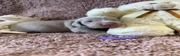 Weimaraner dogs for sale: Weimaraner Silver Grey Girl Pups - Ganult showline - Advert 24