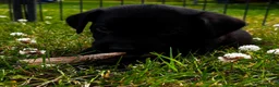 Labrador Retriever dogs for sale: KC Reg Puppies, FTCH Bred with versatility in mind - Advert 15