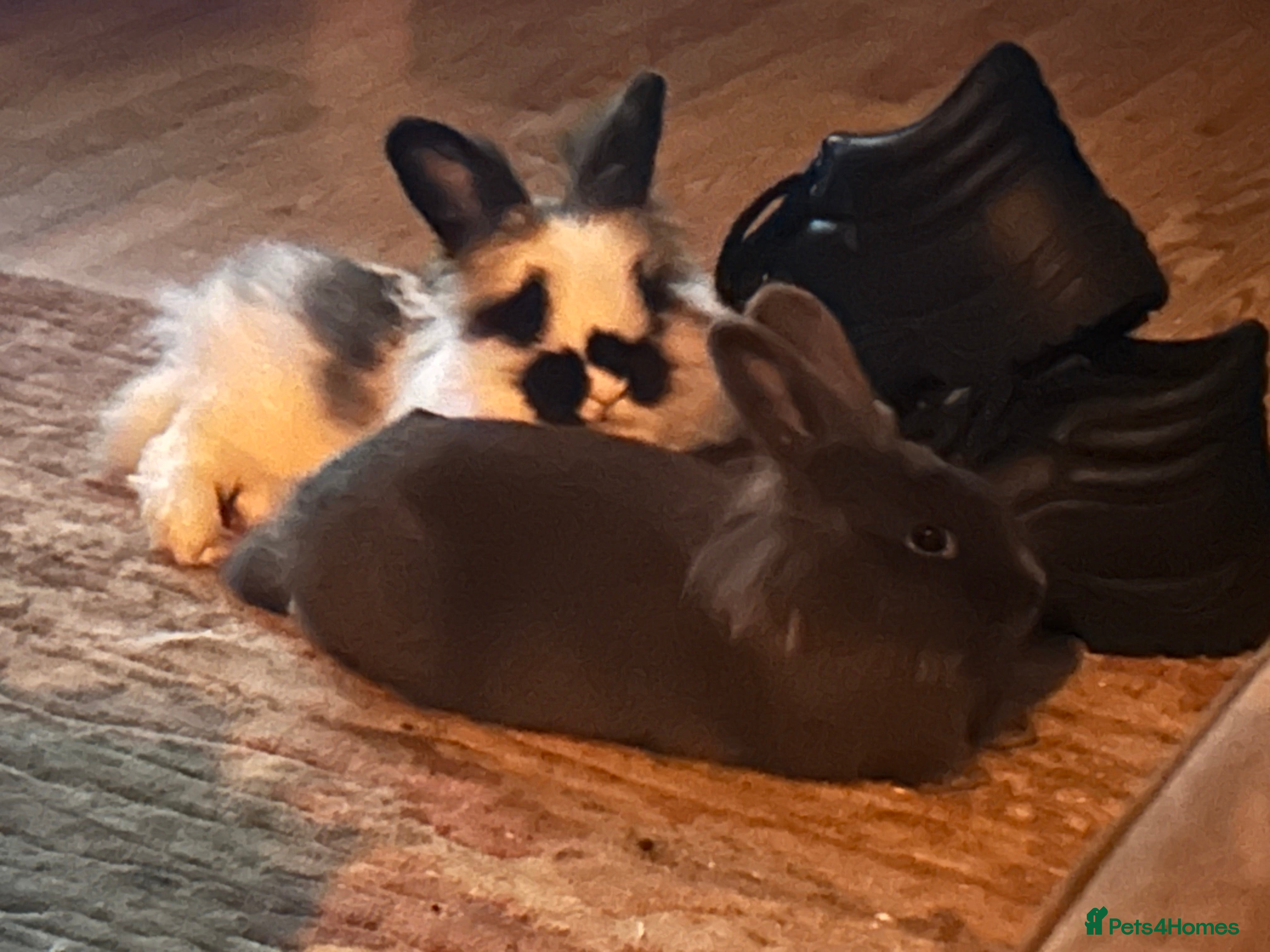 Mixed Breed rabbits Two beautiful bunnies to a good home  - Advert 1