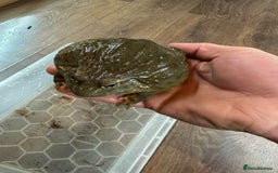 Frog reptiles for sale: 2 female bull frogs  - Image 1