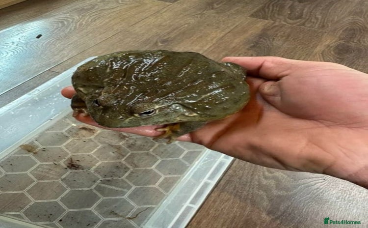 Frog reptiles - Advert 1