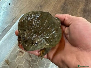 Frog reptiles 2 female bull frogs - Advert 2