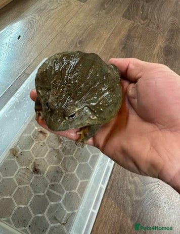 Frog reptiles - Advert 1