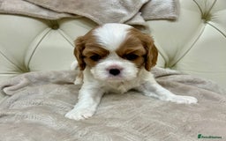 Cavalier King Charles Spaniel dogs for sale: Champion Sired KC Reg Cavalier King Charles  - Image 26