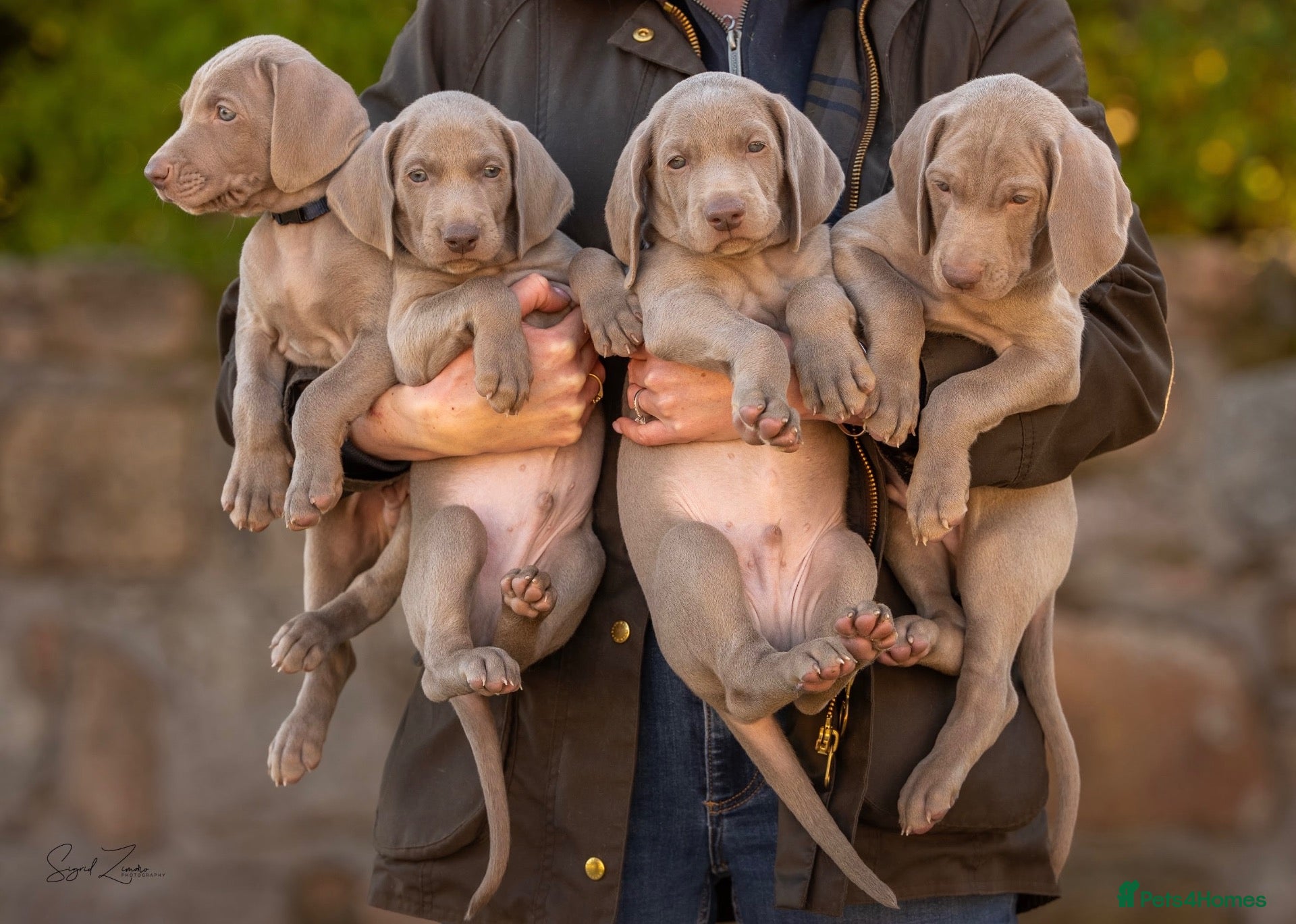 Weimaraner dogs Superb Gunalt Bloodlines & Excellent Temperament - Advert 1