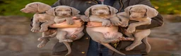 Weimaraner dogs for sale: Superb Gunalt Bloodlines & Excellent Temperament - Advert 1