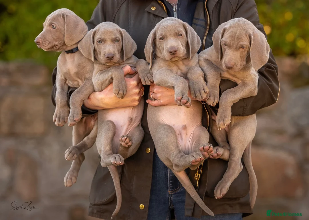 Weimaraner dogs for sale: Superb Gunalt Bloodlines & Excellent Temperament - Advert 1