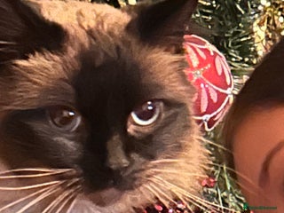 Ragdoll cats Ragdoll - Advert 10