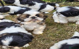 Shih Tzu dogs for sale: Pure bred pedigree shih tzus, standard size - Image 1