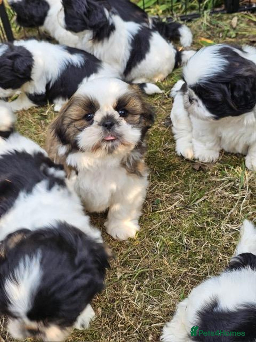 Shih Tzu dogs for sale: Pure bred pedigree shih tzus, standard size - Image 1