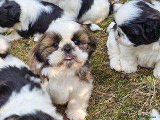 Shih Tzu dogs - Advert 3
