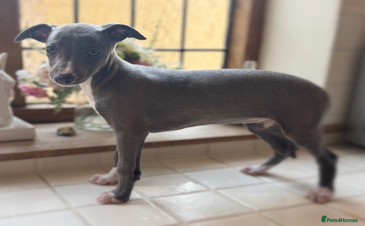 Whippet dogs - Advert 3