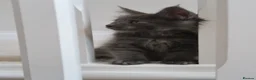 Maine Coon cats for sale: RUSSIAN XL GCCF SMOKE KITTENS - Advert 9