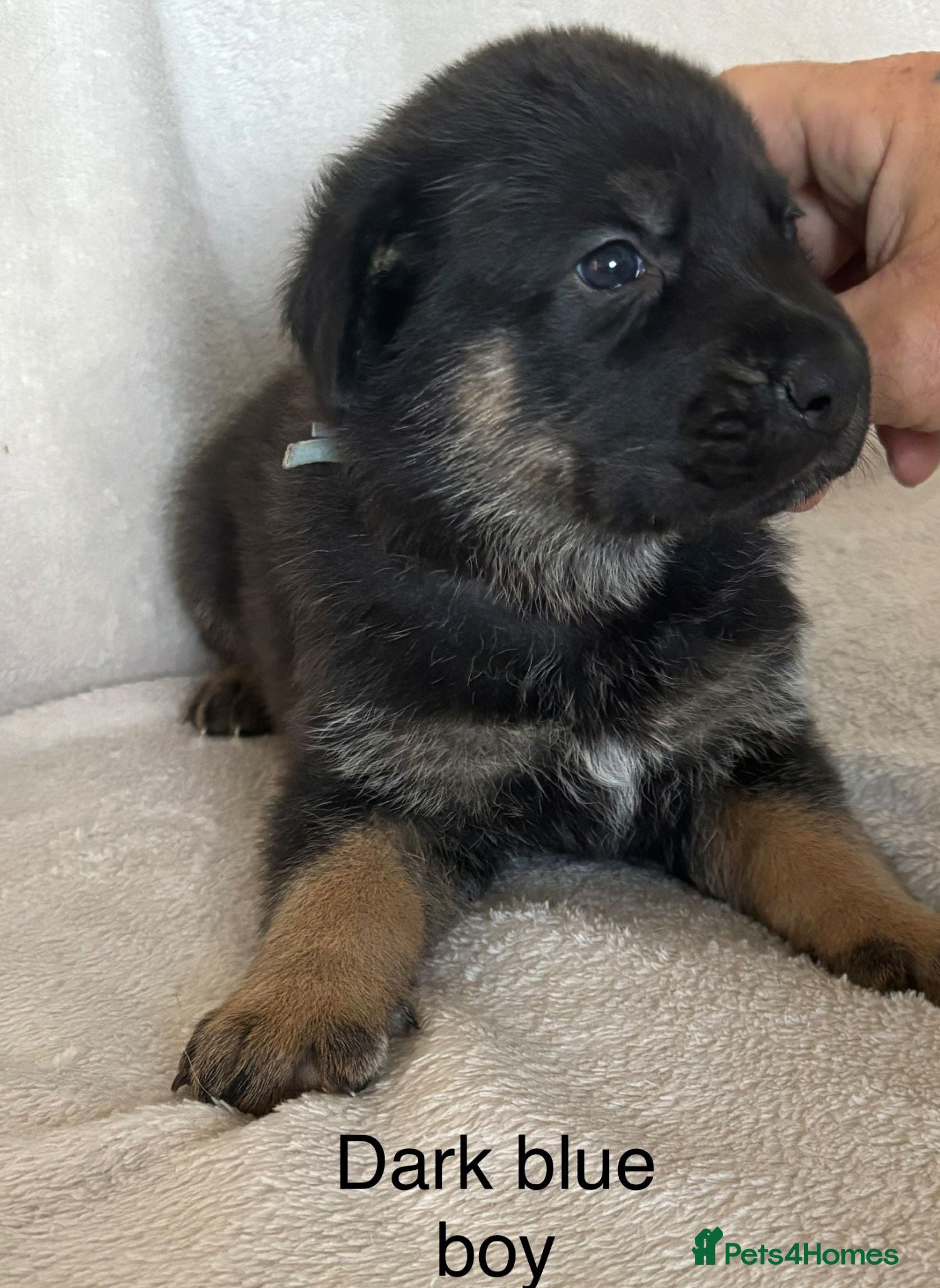 Mixed Breed dogs German Shepherd X Puppies for Sale - Advert 16