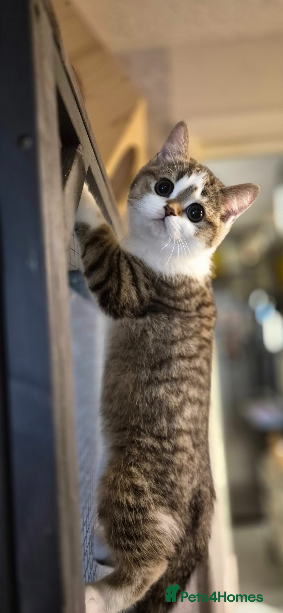 Scottish Fold cats Ready to go TICA reg. British Shorthair kittens - Advert 4