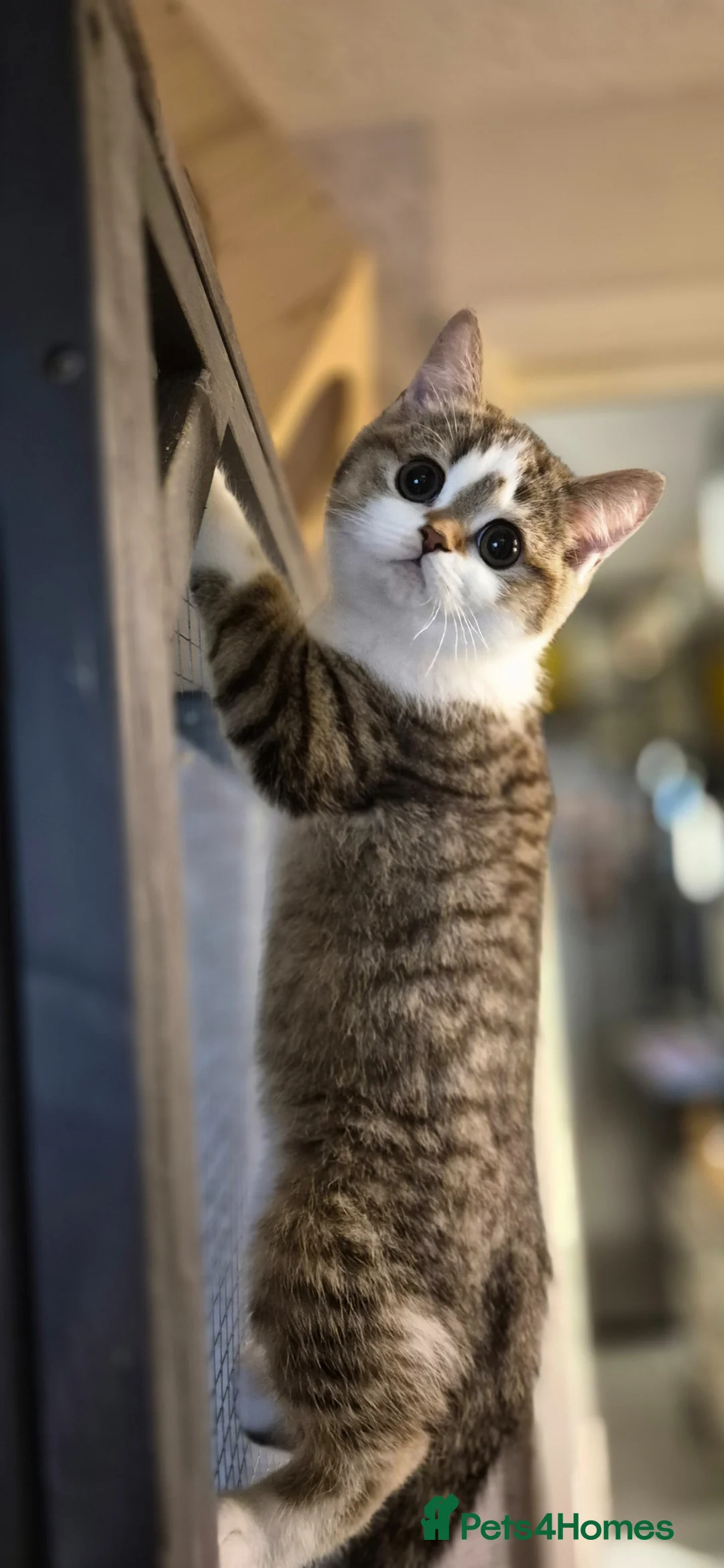 Scottish Fold cats for sale: Ready to go TICA reg. British Shorthair kittens - Advert 1