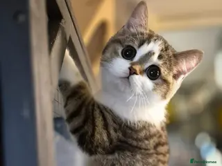 Scottish Fold cats Ready to go TICA reg. British Shorthair kittens - Advert 4