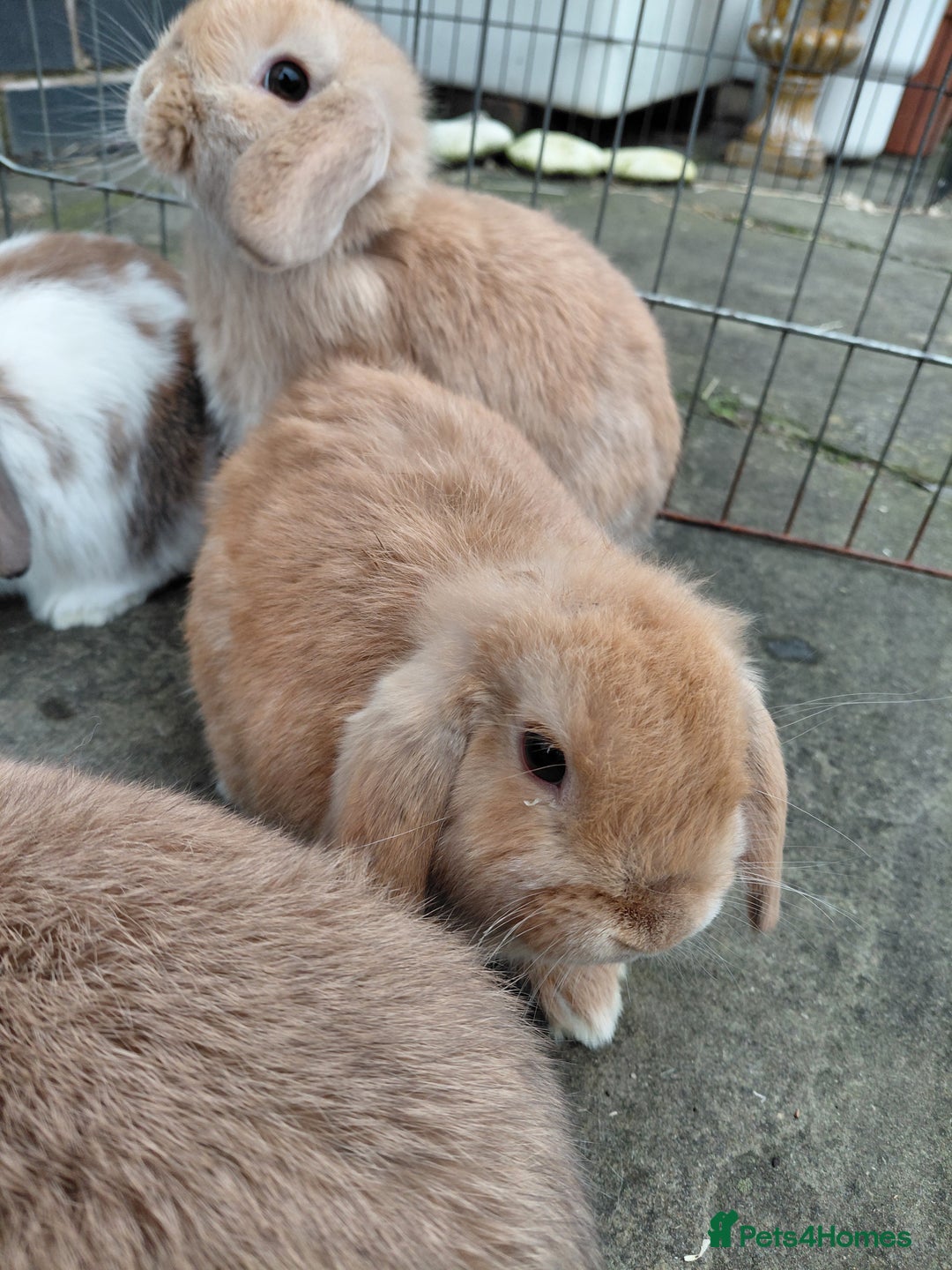 Mini Lop rabbits for sale: Mini Lop babies. All boys.  - Advert 7